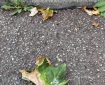 Leaves by the kerbside.