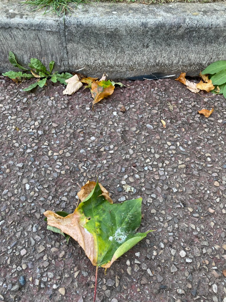 Leaves by the kerbside.
