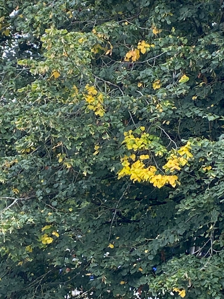 First Autumn leaves.