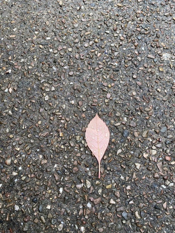 A small leaf with raindrops pretending to be diamonds.