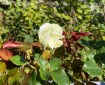 A white rose with Green leaves and red leaves.