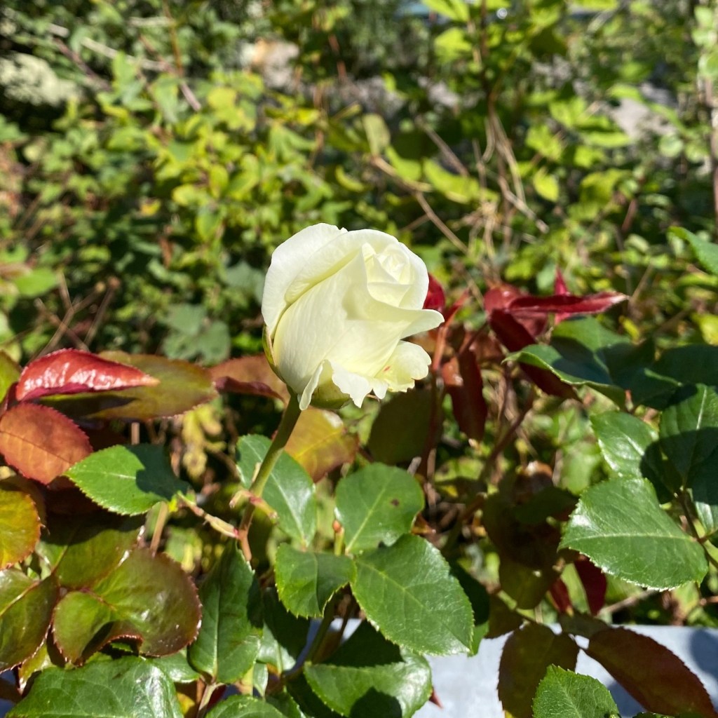 A white rose with Green leaves and red leaves.