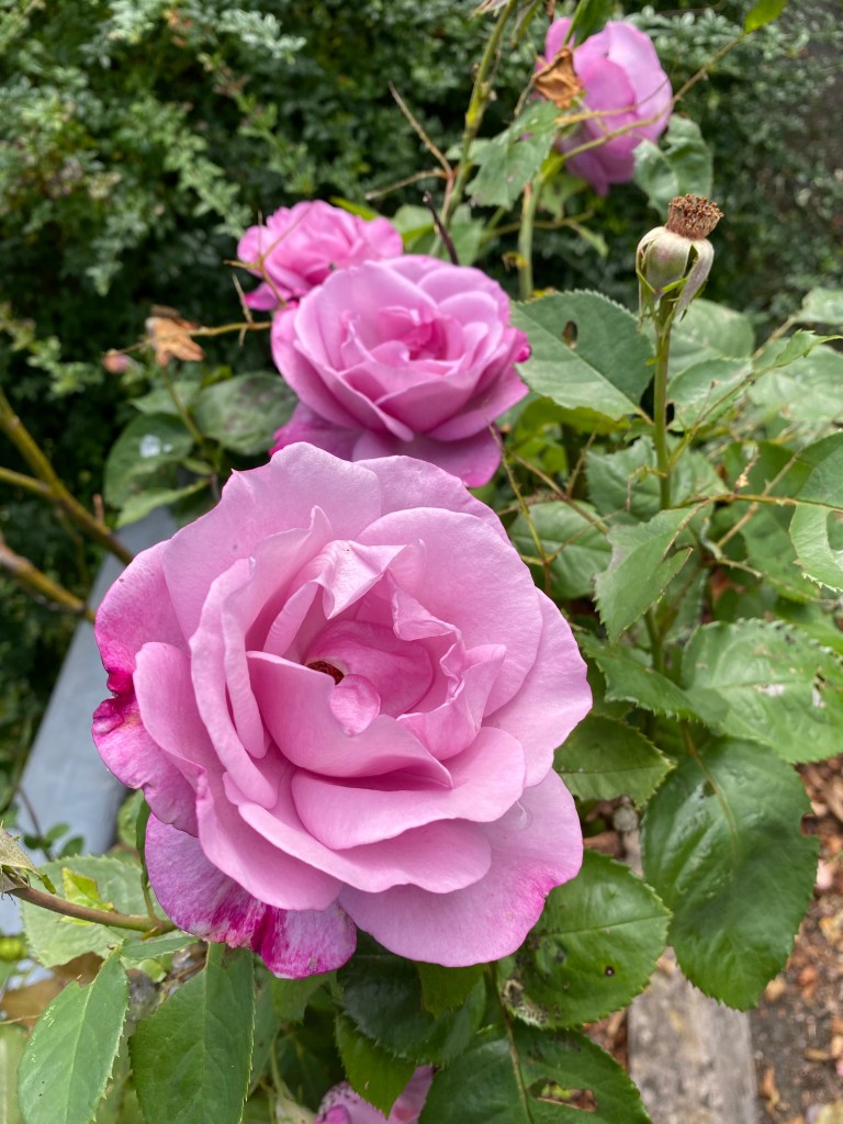 A line of Pink roses.