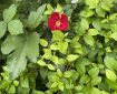 Red flower in amongst green leaves.