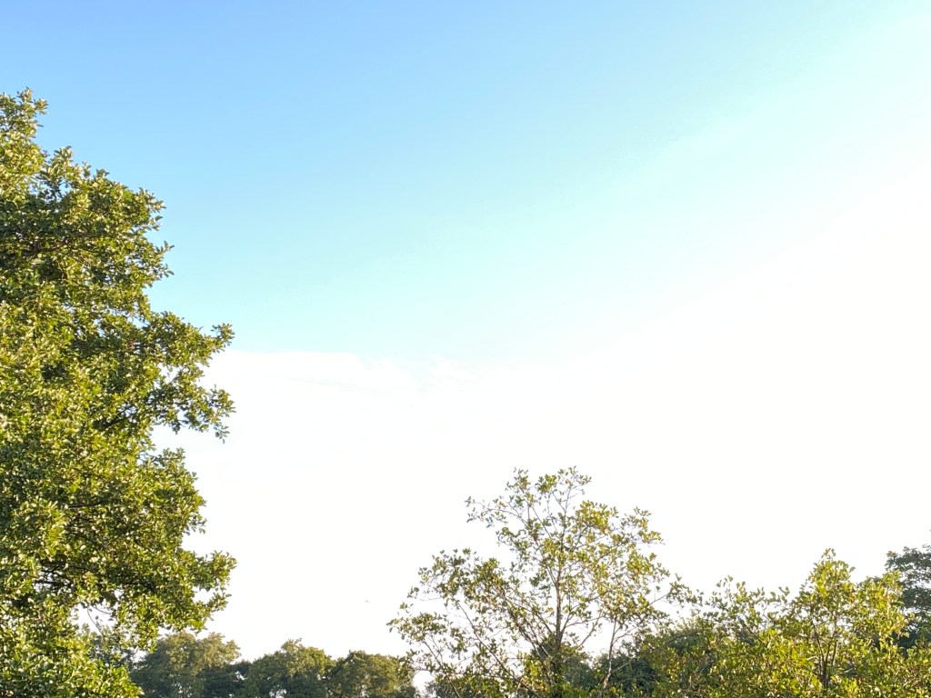 Trees lit up by the sunshine against the bright sky. 