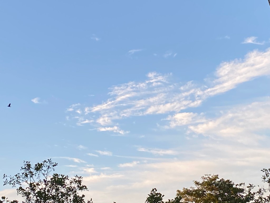 Big sky with a seagull and wispy clouds.