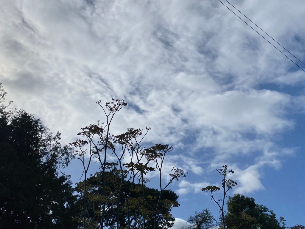 Silhouette plants against the grey cloudy sky.