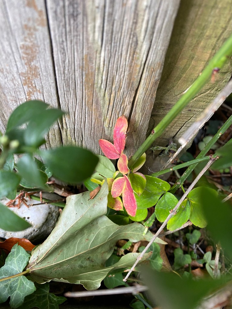 Winter Jasmine (Jasminum nudiflorum) leaves in Autumn.