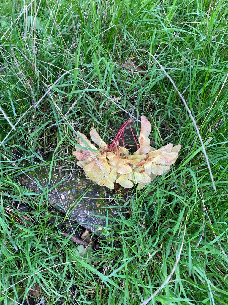 Maple seeds in the grass.