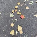 Autumn leaves.