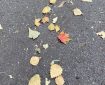 Autumn leaves.