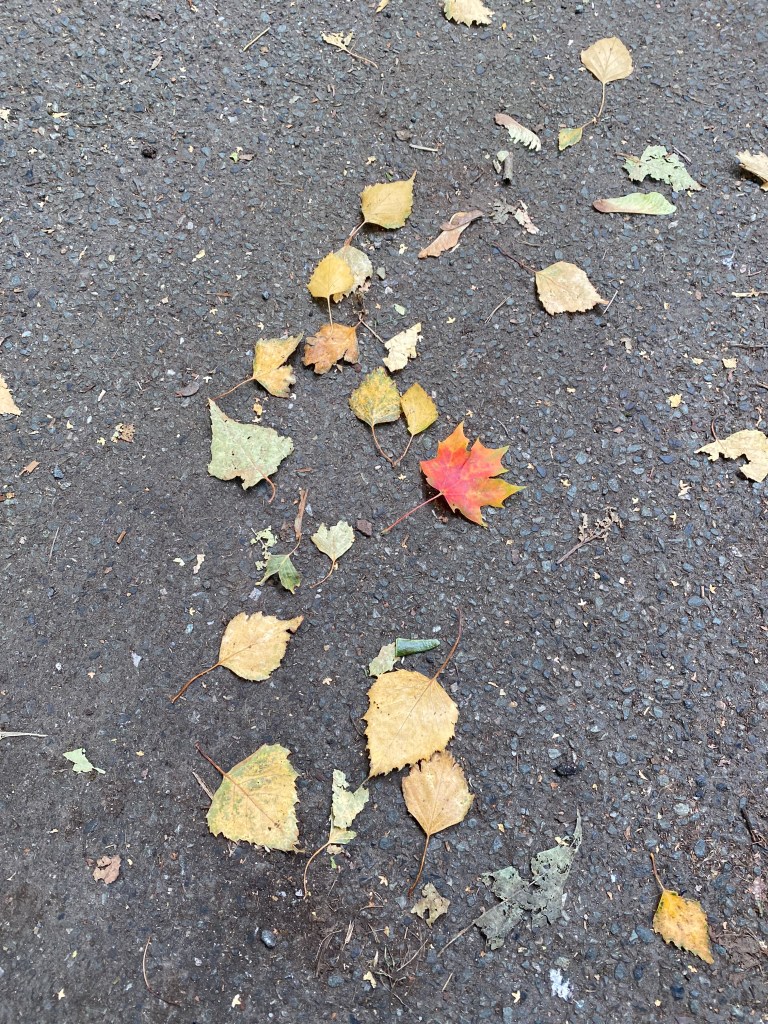 Autumn leaves.