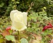 A white rose.