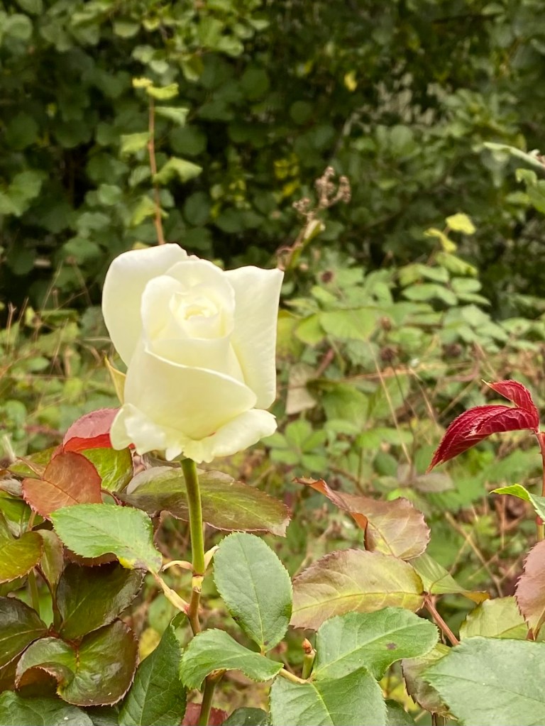 A white rose.