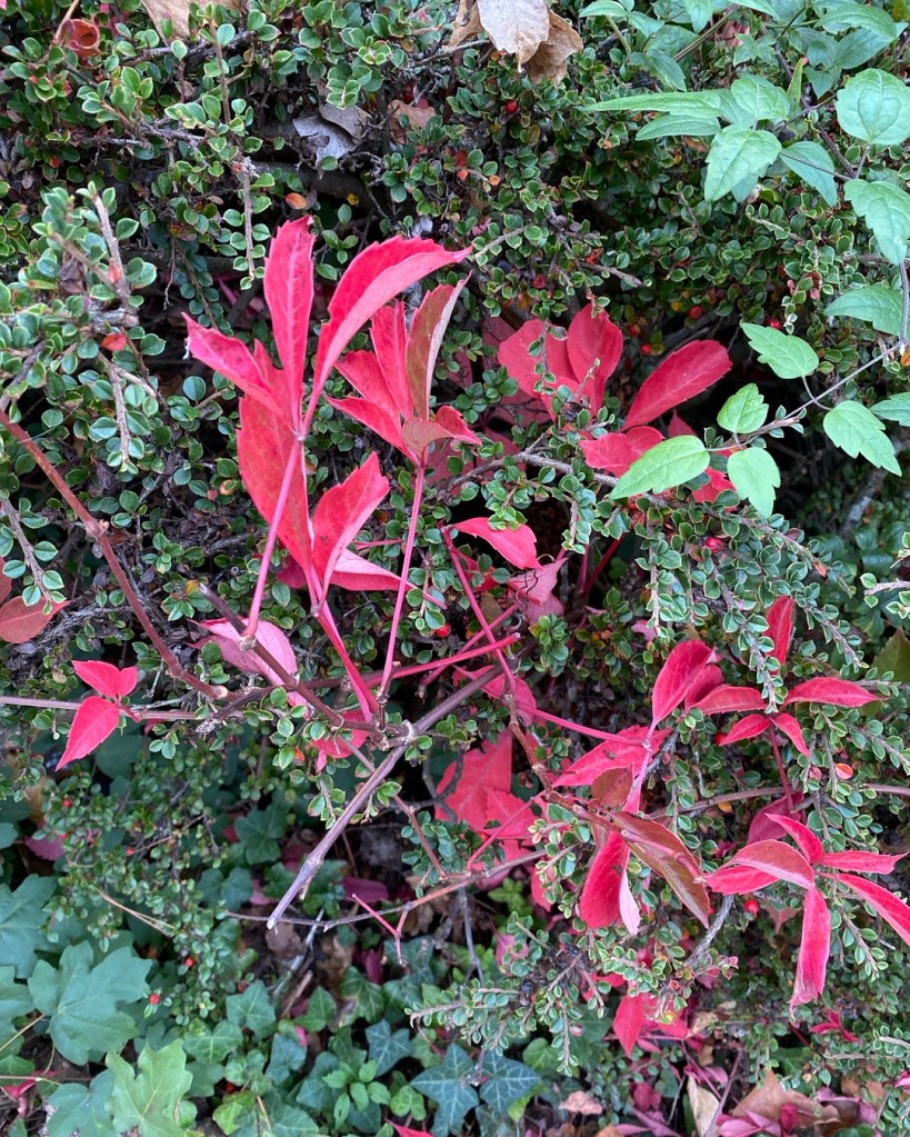 Leaves putting on a show.