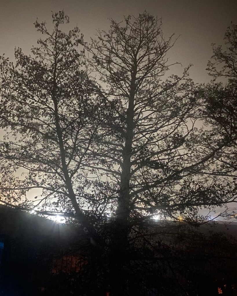 Two trees in silhouette.