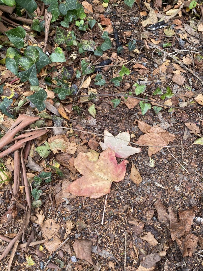 Leaves on the path.