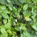 Yellow and white honeysuckle.