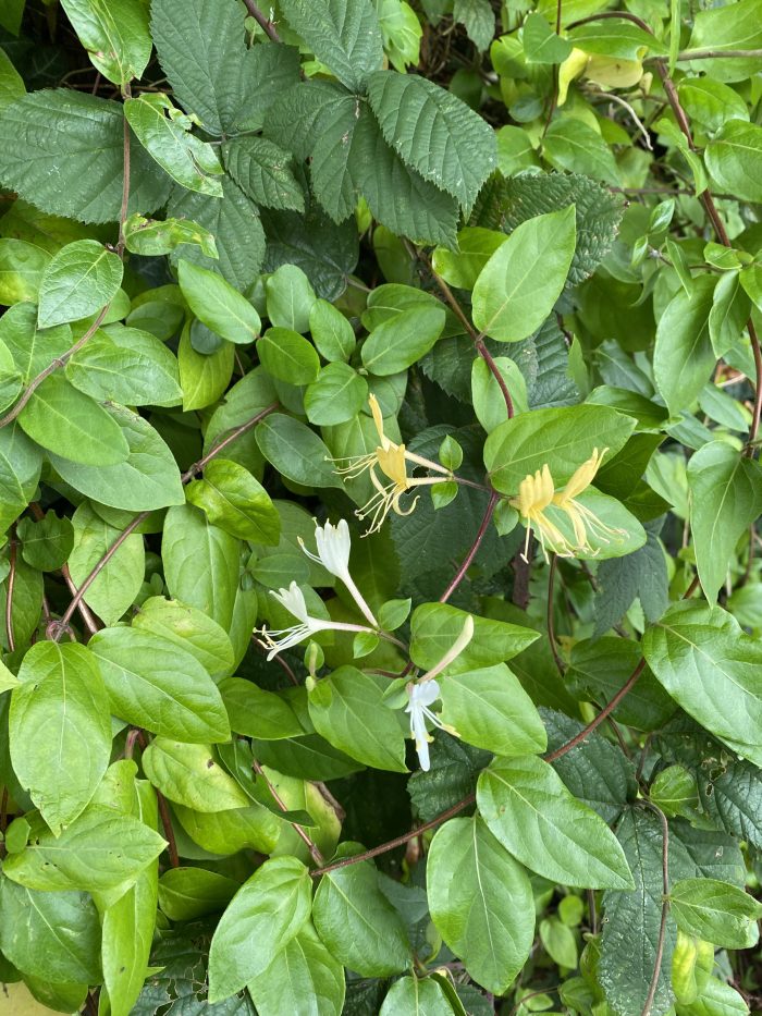 Yellow and white honeysuckle.