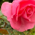 A pinkish-red rose with raindrops on its petals.