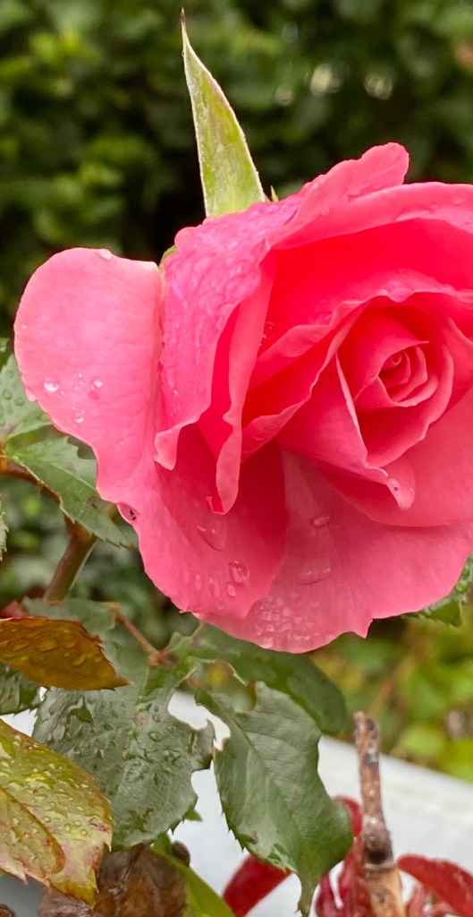 A pinkish-red rose with raindrops on its petals.