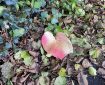 Stunning leaf amongst the ivy and Autumn leaves.