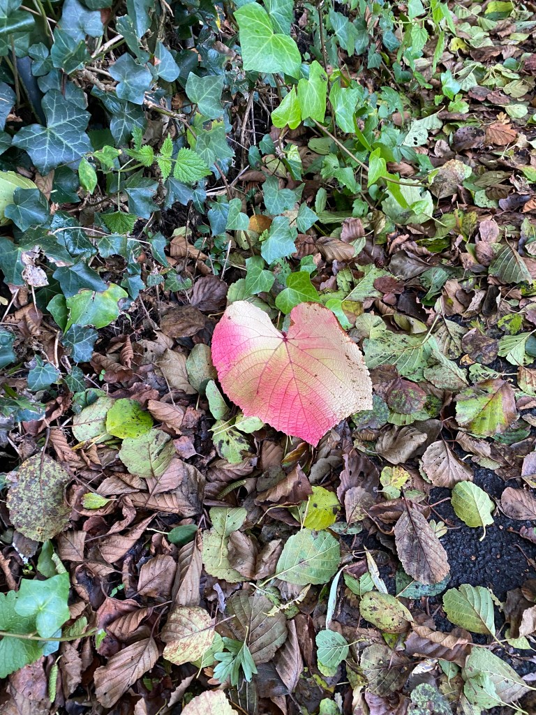 Stunning leaf amongst the ivy and Autumn leaves.
