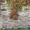 A creeper on a stone wall, with a carpet of pink leaves below.