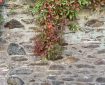 A creeper on a stone wall, with a carpet of pink leaves below.