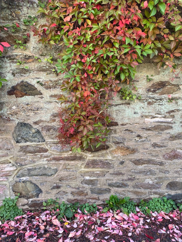 A creeper on a stone wall, with a carpet of pink leaves below.