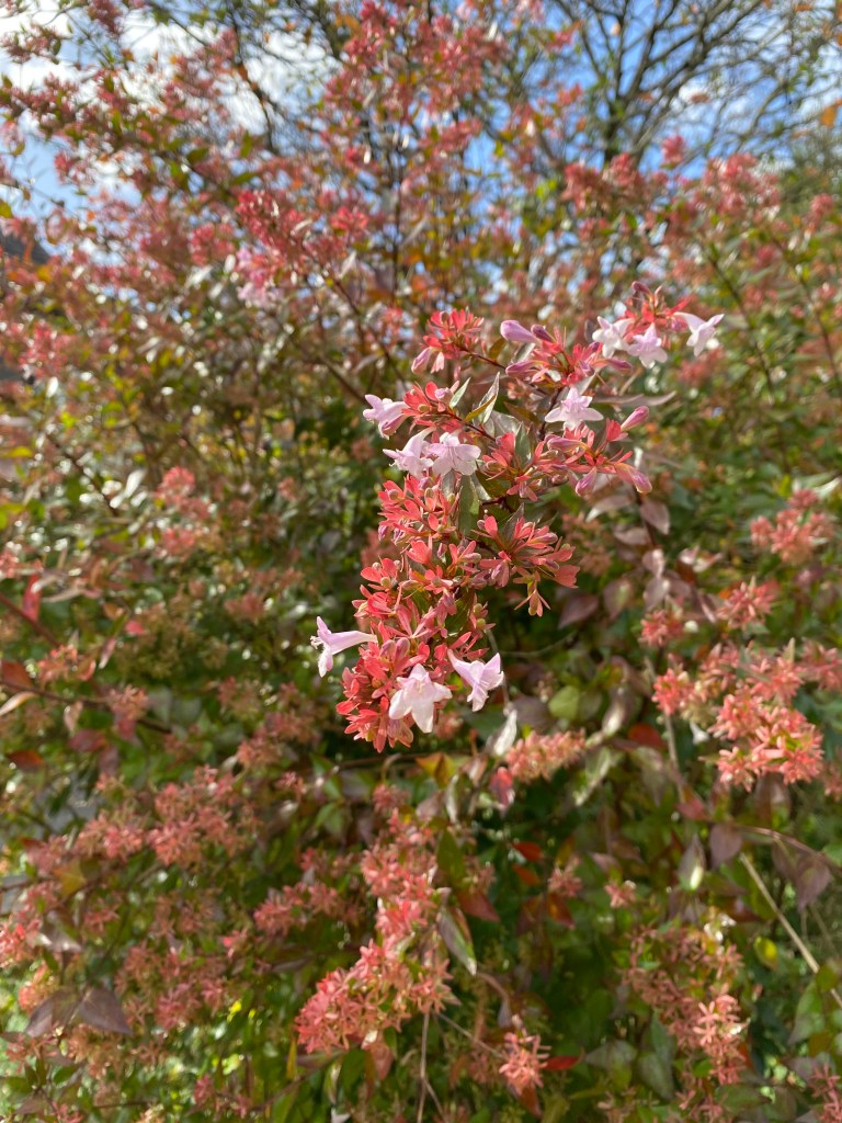 Pink flowers and read leaves.