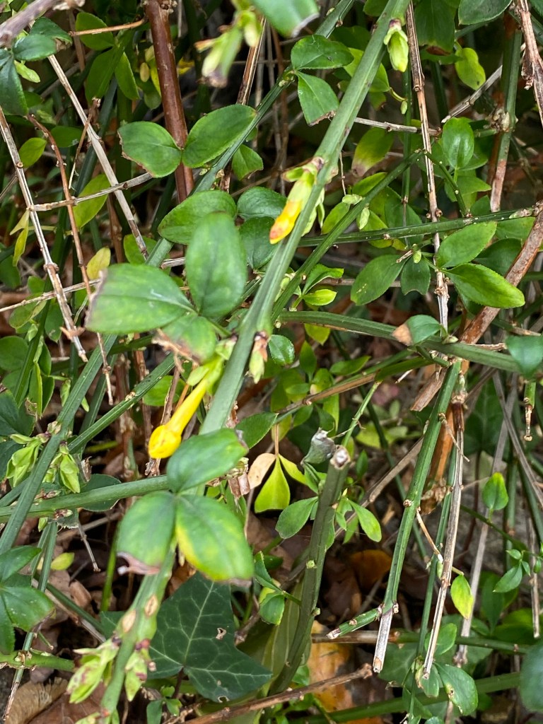 Winter jasmine in early bud.