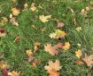 Autumn leaves on the grass.