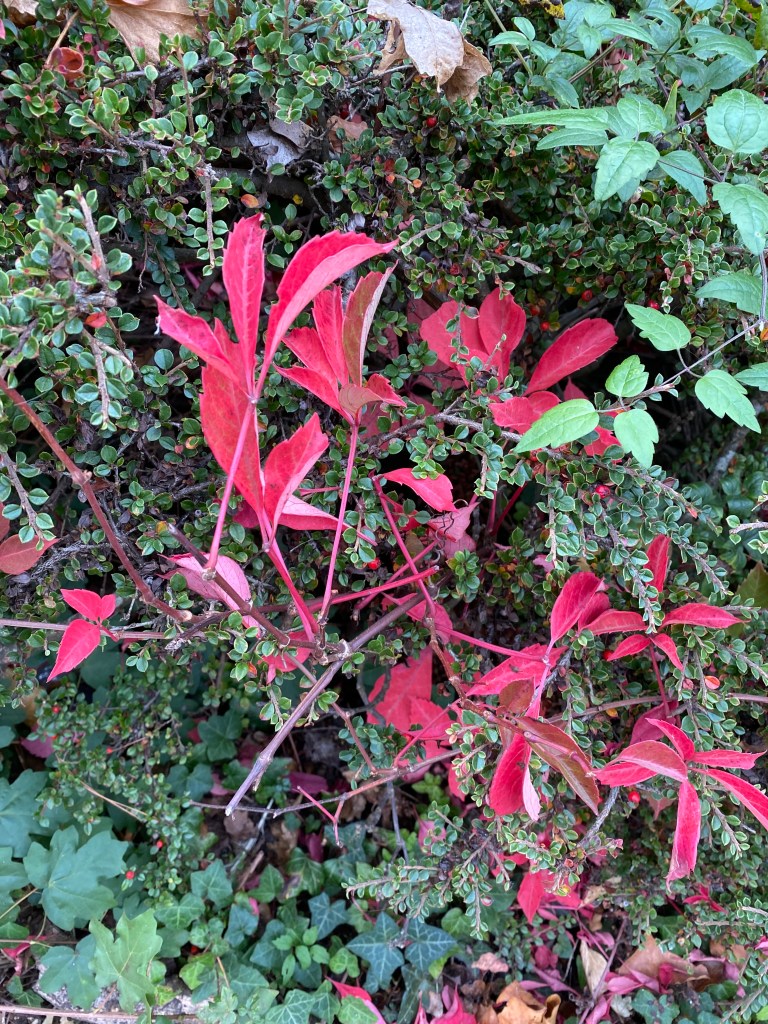 Red leaves among green leaves.