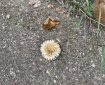 A dried flower head.