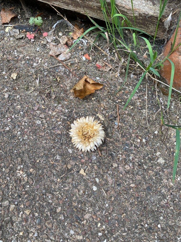 A dried flower head.