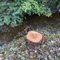 Tree stump next to the Totnes leat.