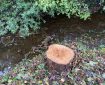 Tree stump next to the Totnes leat.