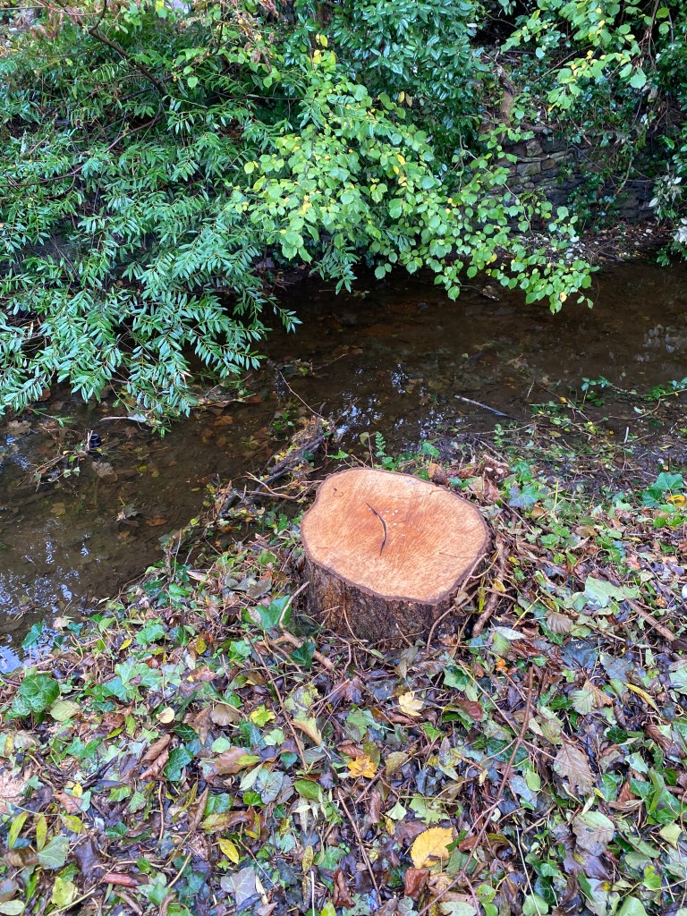 Tree stump next to the Totnes leat.