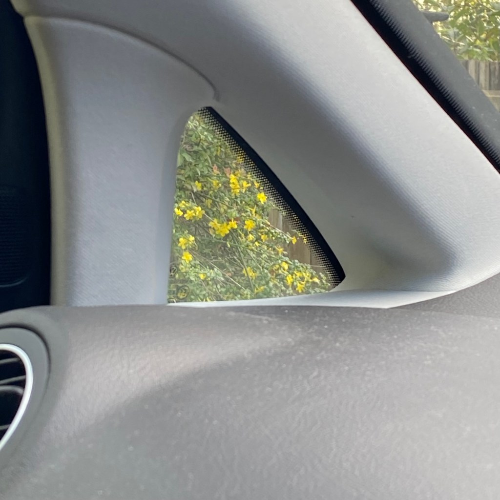 Forsythia through the window. 