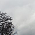 Tree against a grey sky.