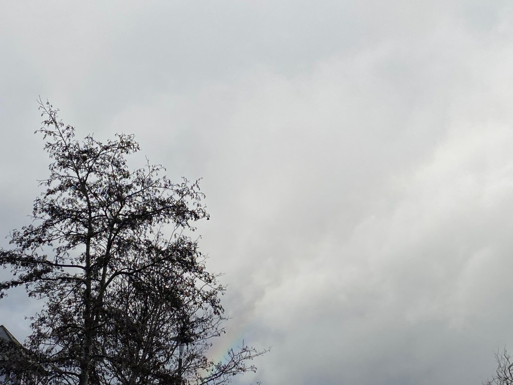 Tree against a grey sky.