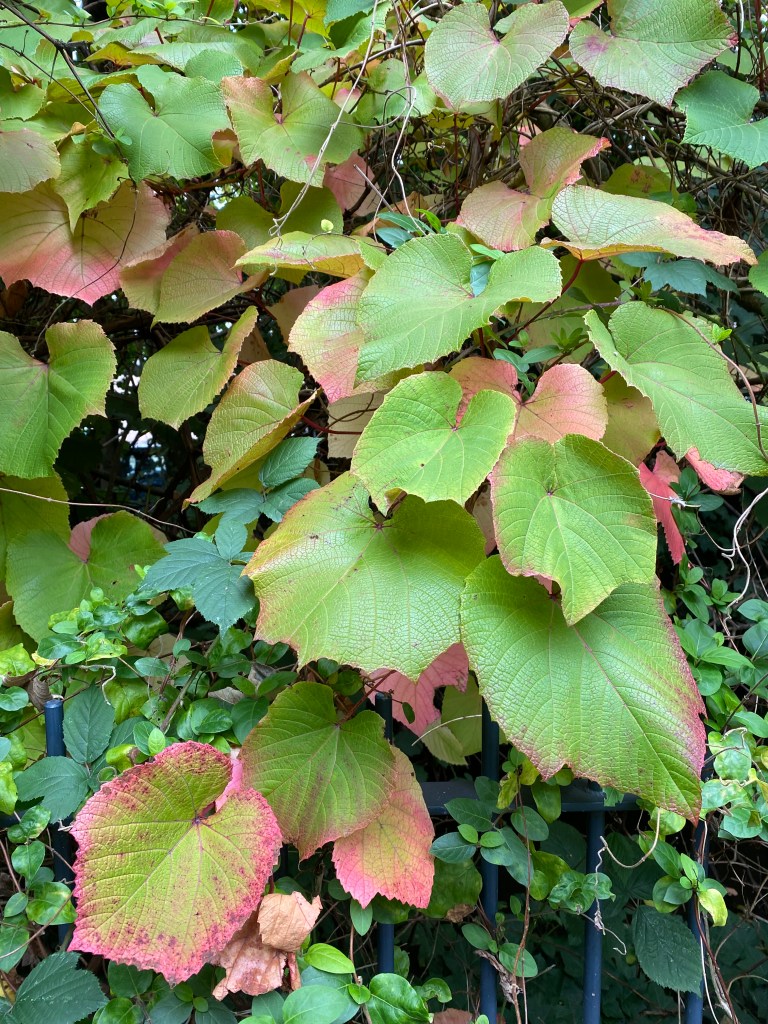 Large leaves of a climbing vine.