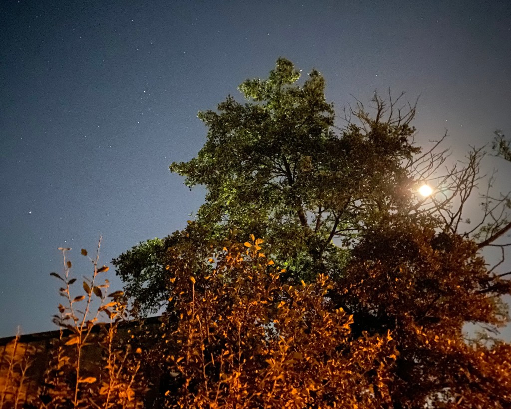 Evening sky with the moon through the trees.