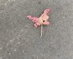 A pink leaf pretending to be a butterfly.