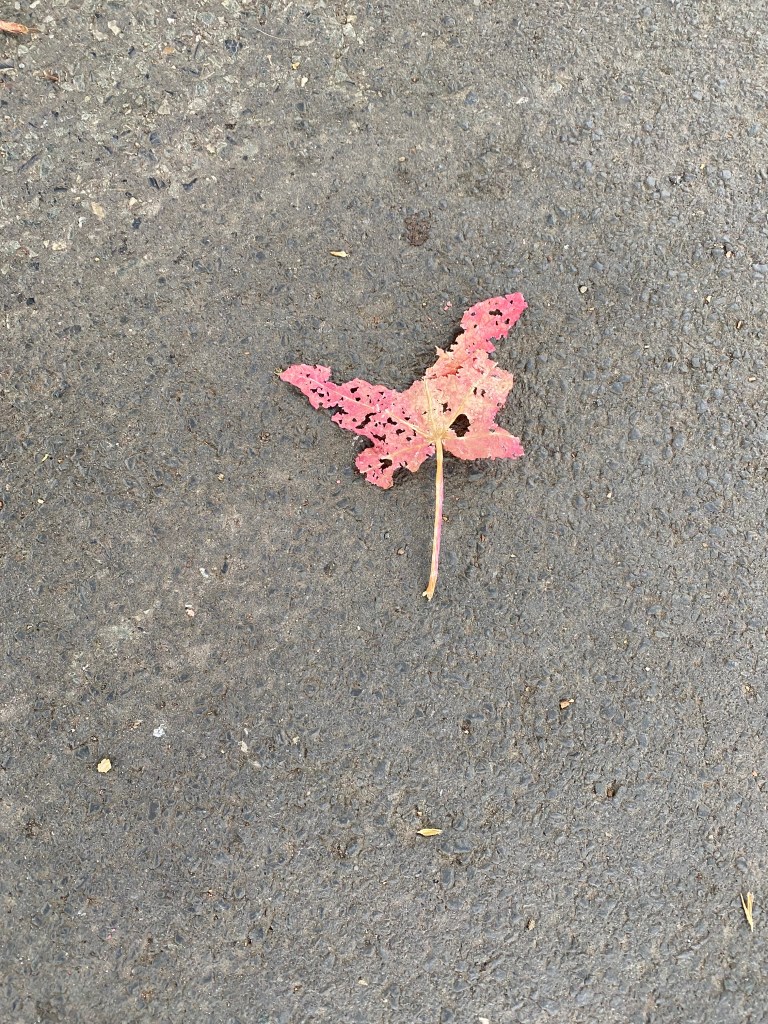 A pink leaf pretending to be a butterfly.