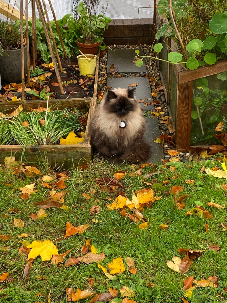 One of are local cats, we call her chocolate box.