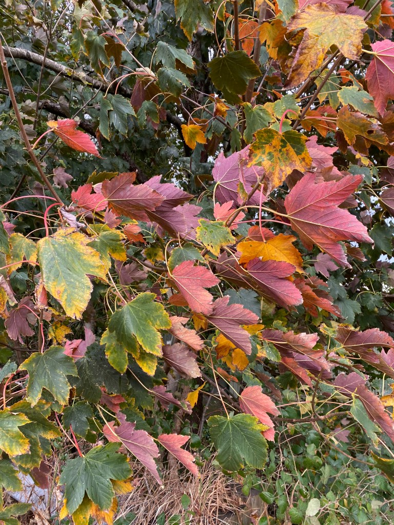 Maple leaves in the wind.