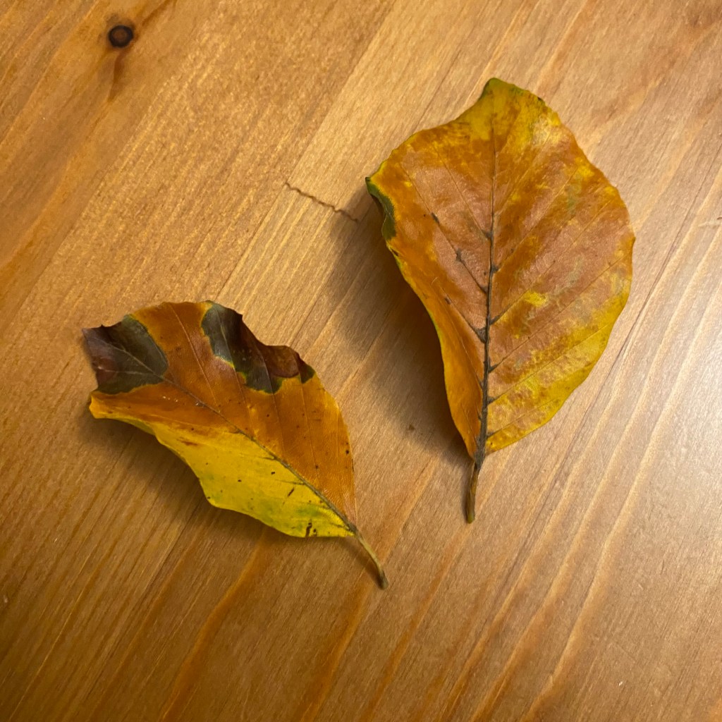 Two leaves that blew through the window