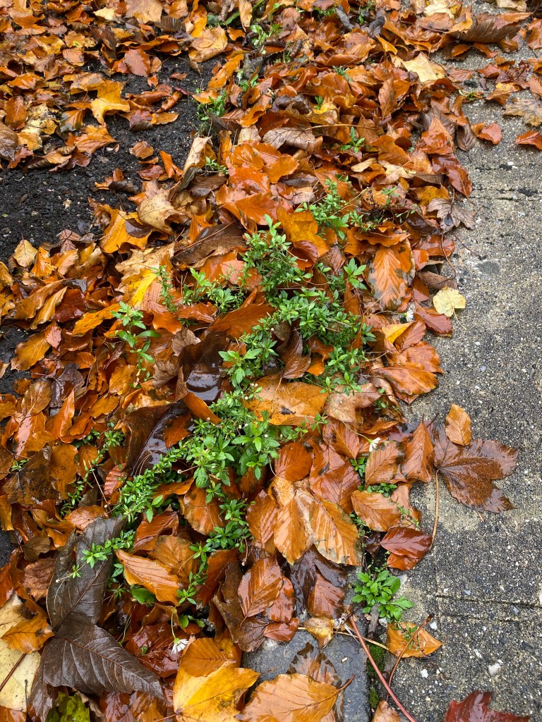 New growth from under some autumn leaves.